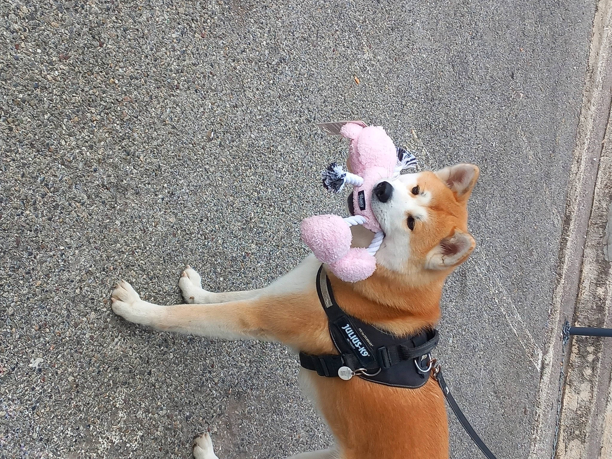 Sayuri a rejoint le concours — aidez-le/la à gagner de superbes lots ! asphalt, carnivore, collar, companion_dog, dog, dog_breed, dog_collar, dog_supply, eyewear, fawn, human_leg, leash, paw, road_surface, snout, sporting_group, tail, tar, toy_dog, working_animal