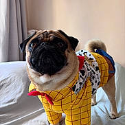 Coby participe au concours pour gagner de l'argent avec cette photo : animal, bed, clothing, costume, cowboy_style, curtains, cute, dog, eyes, face, fur, indoor, pet, portrait, pug, small_dog, standing, tail, whiskers, yellow_outfit