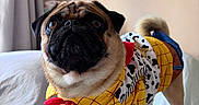 Coby participe au concours pour gagner de l'argent avec cette photo : animal, bed, clothing, costume, cowboy_style, curtains, cute, dog, eyes, face, fur, indoor, pet, portrait, pug, small_dog, standing, tail, whiskers, yellow_outfit