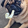 Coby participe au concours pour gagner de l'argent avec cette photo : dog, pug, pet, close_up, chew_toy, paw, fur, animal, cute, expression, brown, black, nose, whiskers, indoor, carpet, laying, mouth, eyes, face