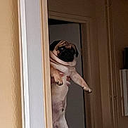 Coby a rejoint le concours — aidez-le/la à gagner de superbes lots ! dog, pug, pet, indoor, doorway, animal, canine, wrinkles, face, paw, fur, holding, home, wall, door, expression, cute, small_dog, companion, domestic