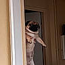 dog, pug, pet, indoor, doorway, animal, canine, wrinkles, face, paw, fur, holding, home, wall, door, expression, cute, small_dog, companion, domestic