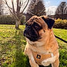 Coby participe au concours pour gagner de l'argent avec cette photo : bokeh, brown_fur, close_up, dog, grass, leash, outdoor, park, paws, pet, portrait, pug, shadow, shrubs, sitting, sky, sunlight, tan_harness, tree, wrinkled_face