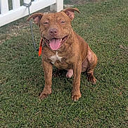 Milo joined the competition — help win amazing prizes! dog, brown_dog, pit_bull, pet, animal, sitting, tongue_out, smiling, floppy_ears, collar, leash, backyard, grass, lawn, white_fence, outdoor, portrait, happy, canine, short_hair