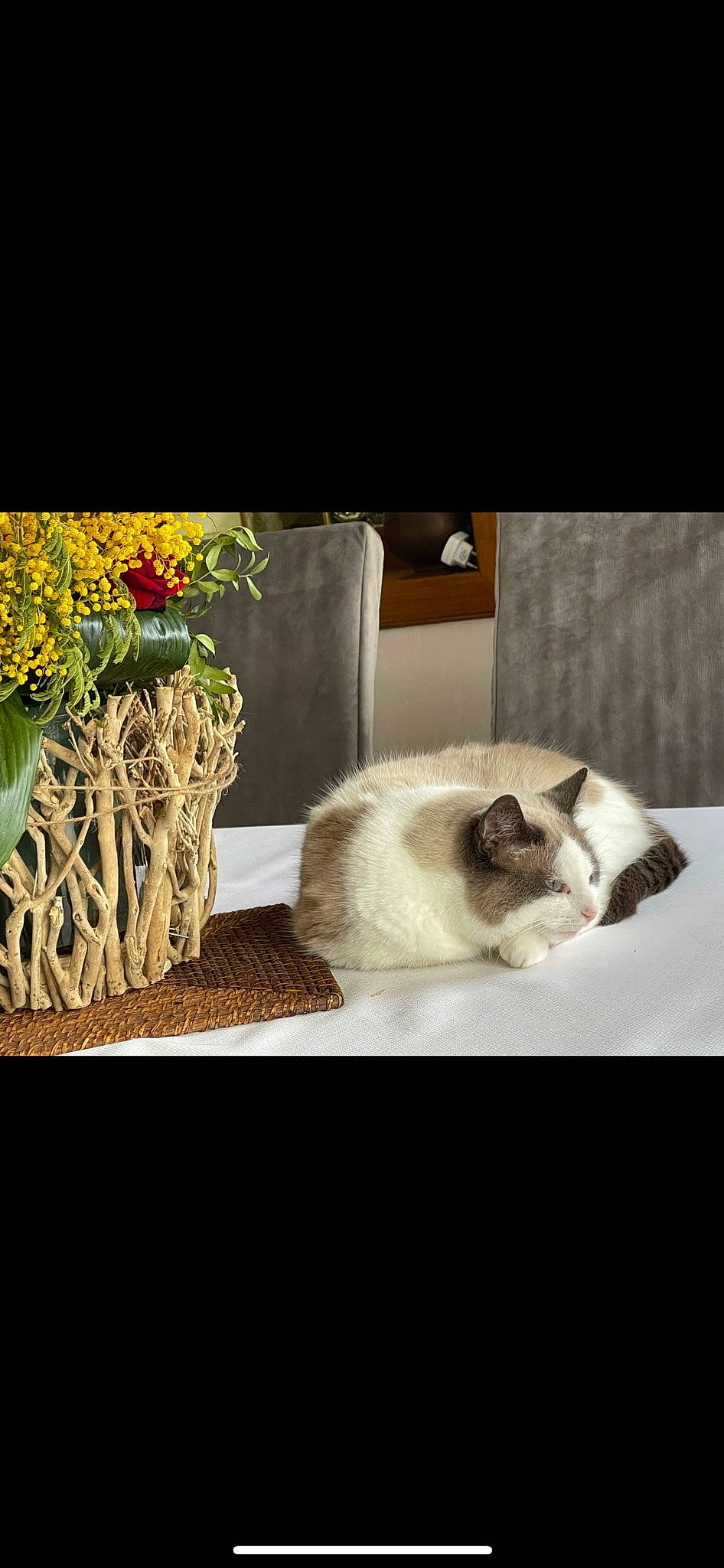 Mooglie a rejoint le concours — aidez-le/la à gagner de superbes lots ! carnivore, cat, comfort, companion_dog, felidae, floral_design, flower, flower_arranging, flowerpot, fur, grass, herbaceous_plant, houseplant, plant, siamese, small_to_medium_sized_cats, tail, thai, whiskers, window