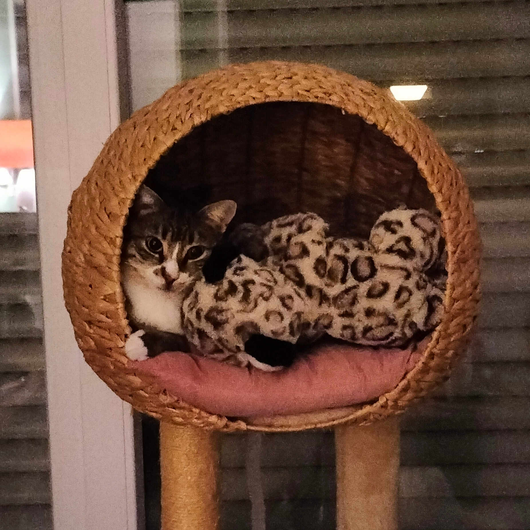 Ramsès a rejoint le concours — aidez-le/la à gagner de superbes lots ! abyssinian, animal, architecture, armchair, basket, building, canine, cat, chair, cushion, furniture, homedecor, indoors, kitten, livingroom, manx, person, pet, room, sleeping