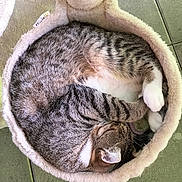 Ramsès a rejoint le concours — aidez-le/la à gagner de superbes lots ! abyssinian, animal, armchair, basket, bed, blanket, cat, chair, couch, cushion, furniture, hardwood, homedecor, kitten, manx, person, pet, sleeping, towel, wood