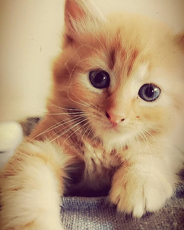 Saphir participe au concours pour gagner de l'argent avec cette photo : american_curl, carnivore, cat, close_up, ear, eye, felidae, fur, iris, kitten, mammal, nose, organ, paw, ragdoll, skin, small_to_medium_sized_cats, snout, turkish_van, whiskers