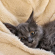 Bloom In Blue a rejoint le concours — aidez-le/la à gagner de superbes lots ! kitten, cat, gray_fur, wide_eyes, blanket, cozy, soft_texture, pet, animal, cute, fur, ears, resting, indoor, closeup, portrait, sleepy, comfort, warm, snuggled