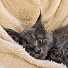 kitten, cat, gray_fur, wide_eyes, blanket, cozy, soft_texture, pet, animal, cute, fur, ears, resting, indoor, closeup, portrait, sleepy, comfort, warm, snuggled