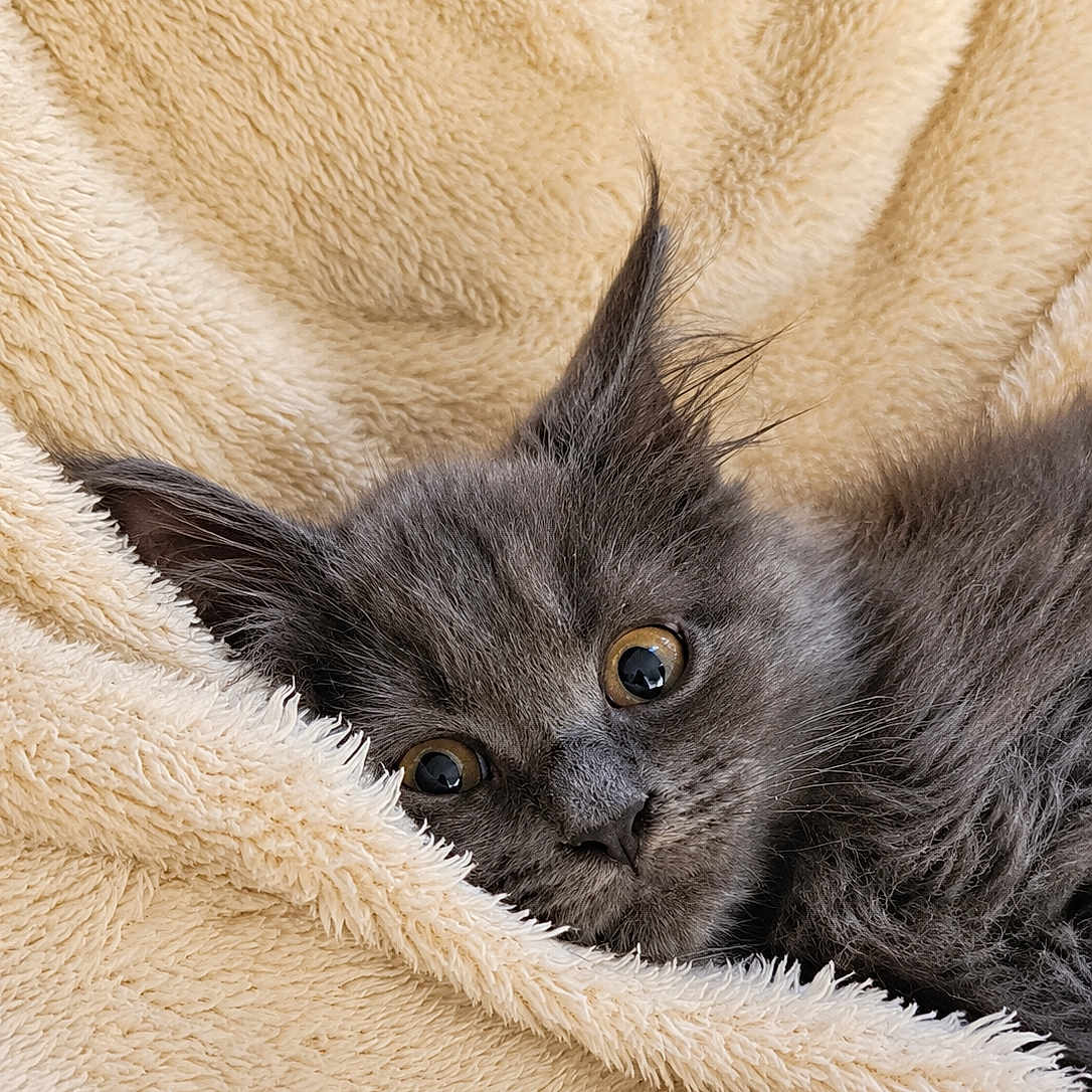 Bloom In Blue a rejoint le concours — aidez-le/la à gagner de superbes lots ! kitten, cat, gray_fur, wide_eyes, blanket, cozy, soft_texture, pet, animal, cute, fur, ears, resting, indoor, closeup, portrait, sleepy, comfort, warm, snuggled