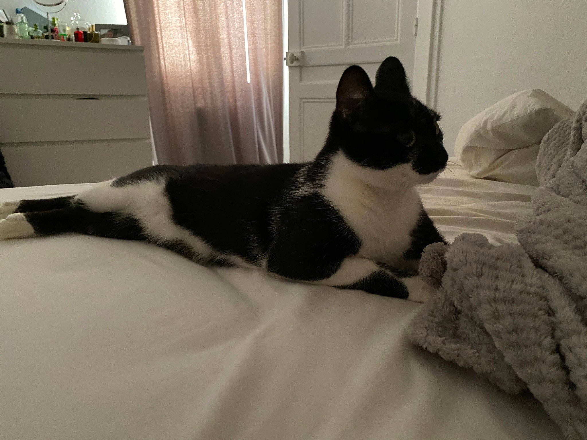 Polca a rejoint le concours — aidez-le/la à gagner de superbes lots ! bed, black, black_and_white, black_cat, canidae, carnivore, cat, felidae, floor, fur, kitten, polydactyl_cat, room, small_to_medium_sized_cats, tail, whiskers