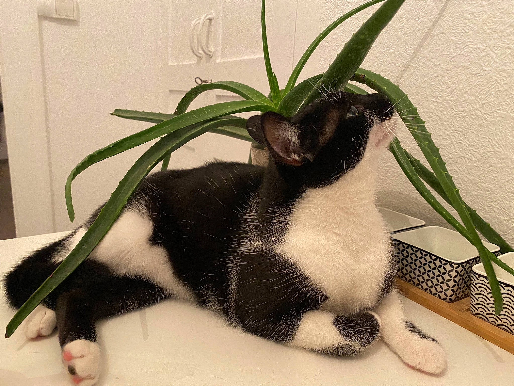Polca a rejoint le concours — aidez-le/la à gagner de superbes lots ! american_wirehair, black_and_white, carnivore, cat, claw, domestic_short_haired_cat, eye, felidae, fur, grass, houseplant, plant, small_to_medium_sized_cats, snout, tail, whiskers