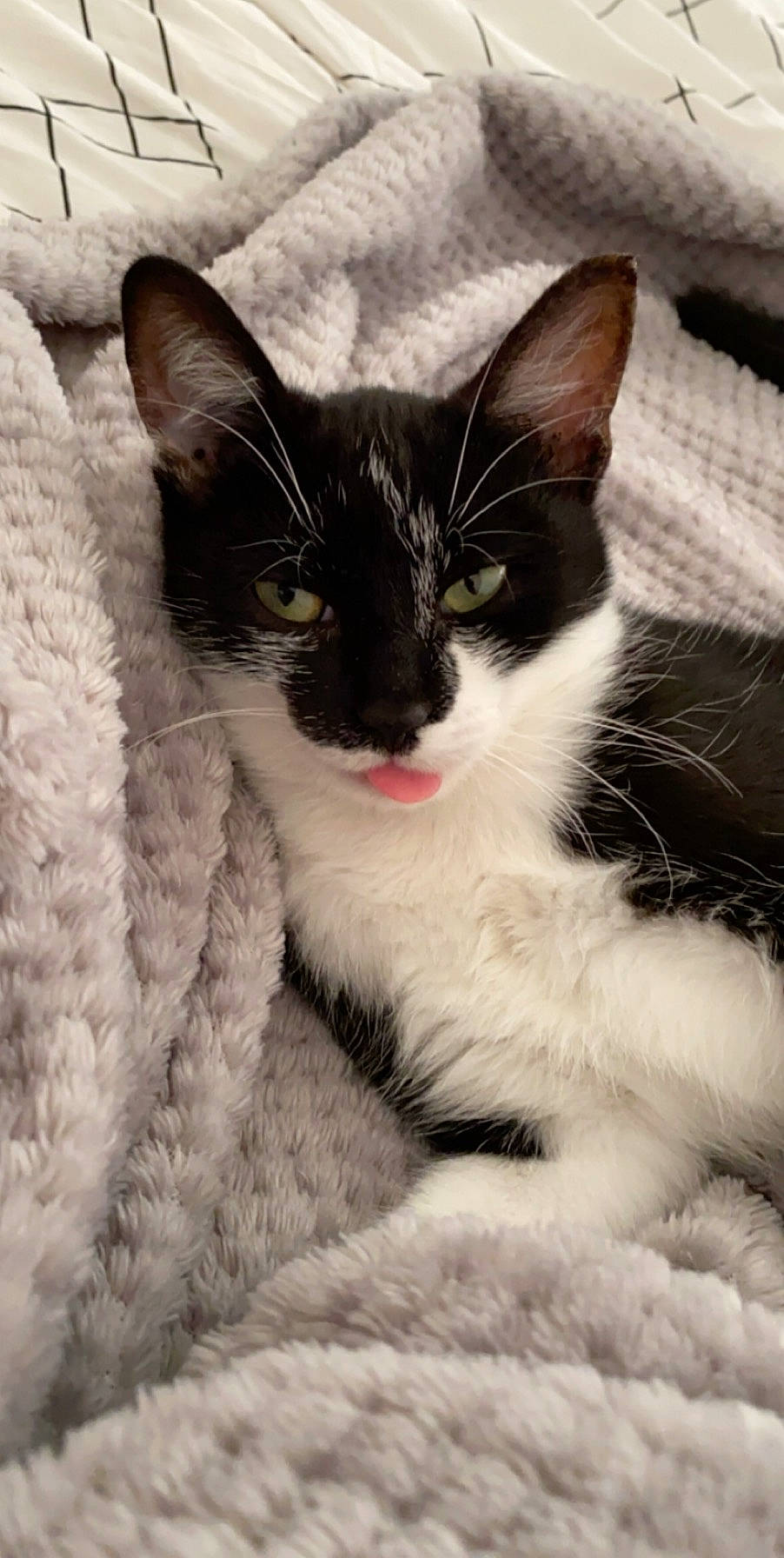 Polca participe au concours pour gagner de l'argent avec cette photo : aegean_cat, american_wirehair, asian, black_and_white, carnivore, cat, domestic_short_haired_cat, ear, eye, felidae, fur, kitten, mammal, ojos_azules, polydactyl_cat, small_to_medium_sized_cats, snout, whiskers