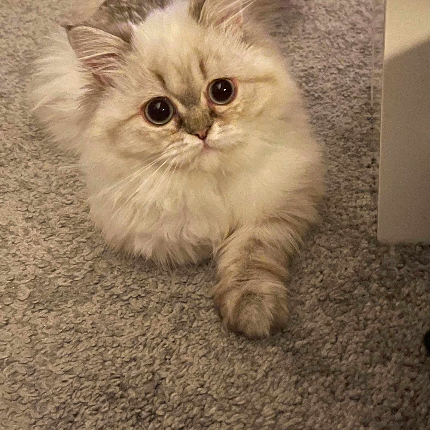 Choupi a rejoint le concours — aidez-le/la à gagner de superbes lots ! abyssinian, angora, animal, cat, citrusfruit, food, fruit, hardwood, indoors, kitten, manx, orange, pet, plant, produce, siamese, toy, white, wood