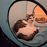 Harold joined the competition — help win amazing prizes! animal, animal_portrait, carpet, cat, cozy, curious, cute, fabric_tunnel, feline, home, indoor, looking_at_camera, pet, relaxed, resting, soft_lighting, tabby_cat, tabby_fur, wall, white_fur