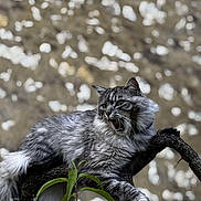 Yuki participe au concours pour gagner de l'argent avec cette photo : alert, animal, cat, closeup, expression, feline, fluffy_fur, fur_texture, green_leaves, grey_tabby, mammal, nature, outdoor, paw, perched, pet, tree_branch, whiskers, wildlife, yawning