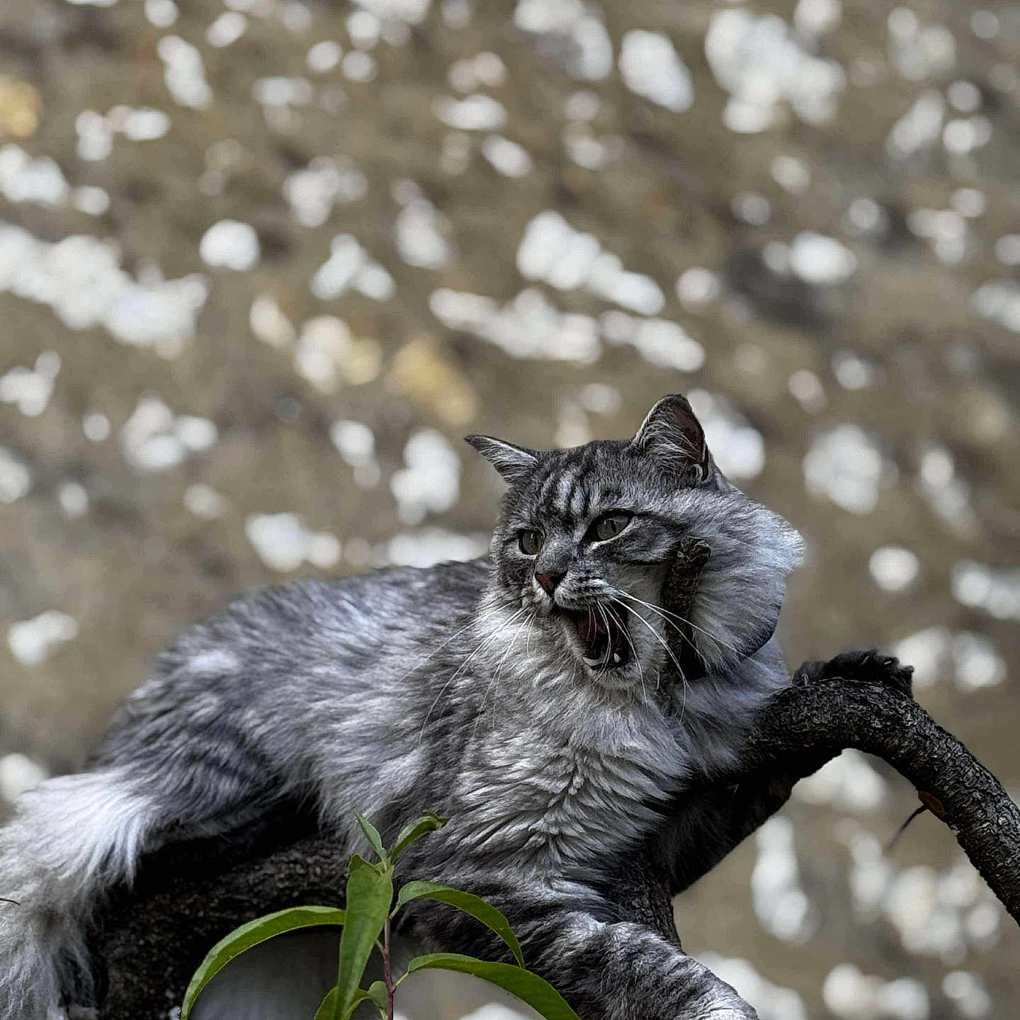Yuki participe au concours pour gagner de l'argent avec cette photo : alert, animal, cat, closeup, expression, feline, fluffy_fur, fur_texture, green_leaves, grey_tabby, mammal, nature, outdoor, paw, perched, pet, tree_branch, whiskers, wildlife, yawning