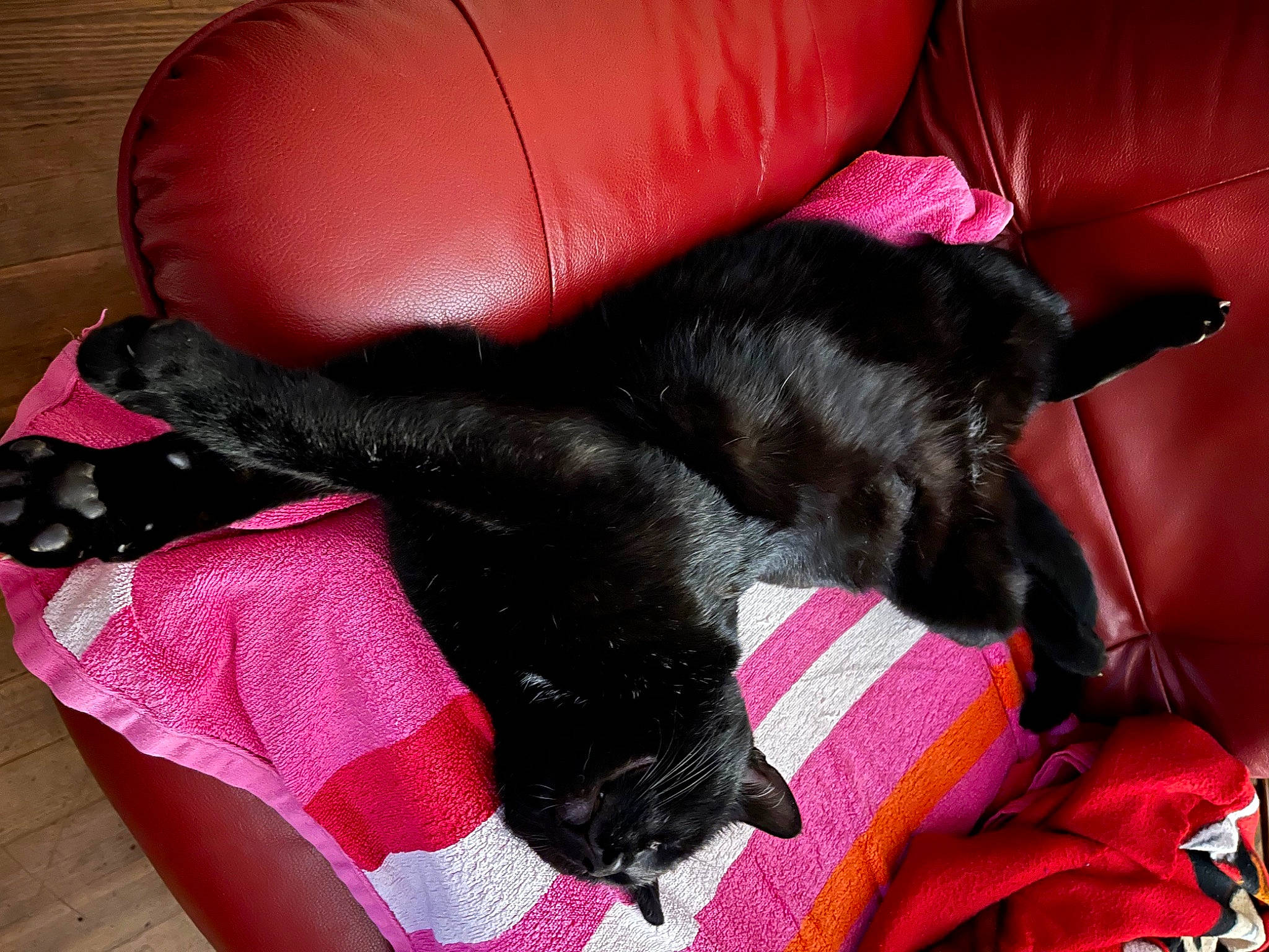 Rufus a rejoint le concours — aidez-le/la à gagner de superbes lots ! canidae, carnivore, comfort, companion_dog, couch, dog, dog_breed, dog_supply, fawn, felidae, linens, liver, magenta, pink, red, small_to_medium_sized_cats, sporting_group, tail, textile, whiskers