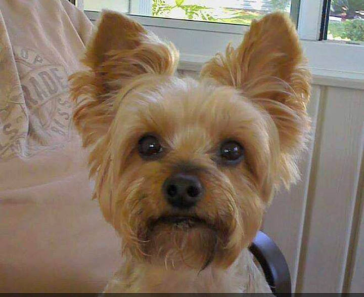 Gracie is registered to the contest to win money with this photo: biewer_terrier, canidae, carnivore, companion_dog, dog, dog_breed, fawn, flooring, fur, liver, plant, small_terrier, snout, sporting_group, terrestrial_animal, terrier, toy_dog, whiskers, wood, working_animal