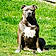 Orka
