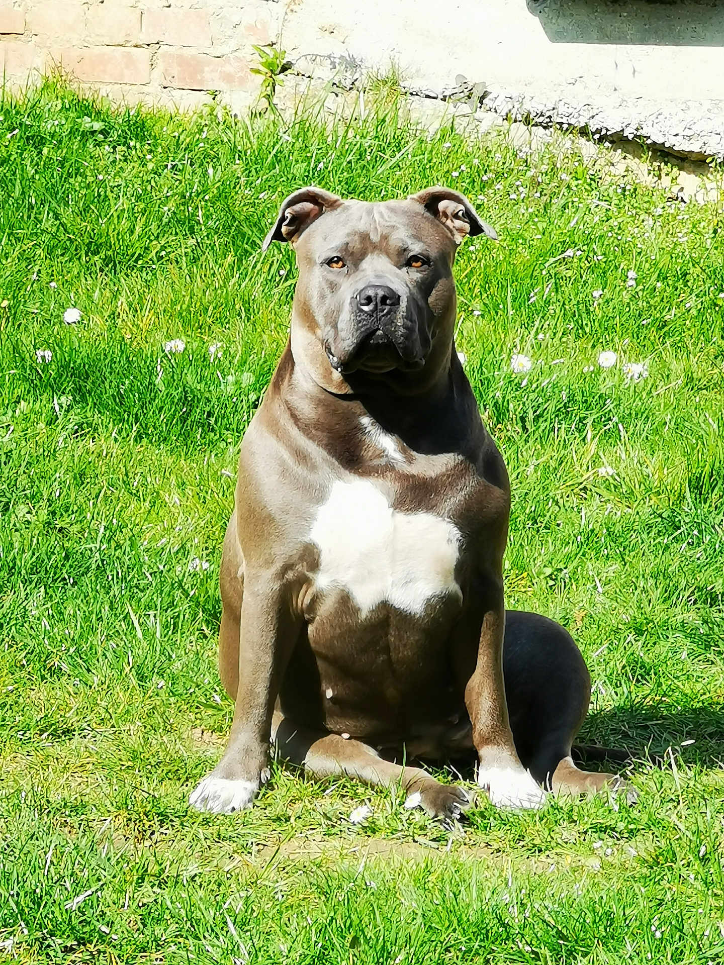 Orka