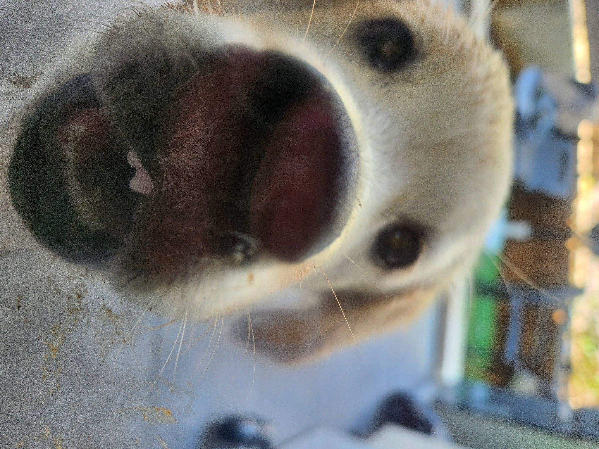 Togo a rejoint le concours — aidez-le/la à gagner de superbes lots ! animal_shelter, cage, canidae, carnivore, companion_dog, dog_breed, fawn, felidae, fur, paw, primate, small_to_medium_sized_cats, sporting_group, terrestrial_animal, whiskers, working_animal