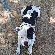 Venom participe au concours pour gagner de l'argent avec cette photo : dog, black_and_white, leash, outdoor, dirt, grass, leaf, pet, animal, canine, sitting, looking_up, spot, sunlight, shadow, nature, ears, face, paw, cute
