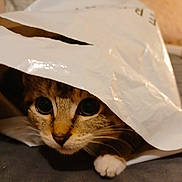 Stinky is registered to the contest to win money with this photo: cat, tabby_cat, pet, plastic_bag, peek, curious, wide_eyes, paw, whiskers, indoor, close_up, fur, cute, playful, crinkly, bed, blanket, portrait, domestic, shadow