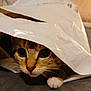 cat, tabby_cat, pet, plastic_bag, peek, curious, wide_eyes, paw, whiskers, indoor, close_up, fur, cute, playful, crinkly, bed, blanket, portrait, domestic, shadow