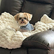 Brewster is registered to the contest to win money with this photo: animal, bandana, comfort, cozy, cute, dog, domestic_animal, face, fluffy, fur, home, indoor, leather_chair, pet, plush_blanket, portrait, relaxed, seated, small_dog, tongue_out
