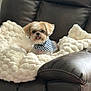 animal, bandana, comfort, cozy, cute, dog, domestic_animal, face, fluffy, fur, home, indoor, leather_chair, pet, plush_blanket, portrait, relaxed, seated, small_dog, tongue_out