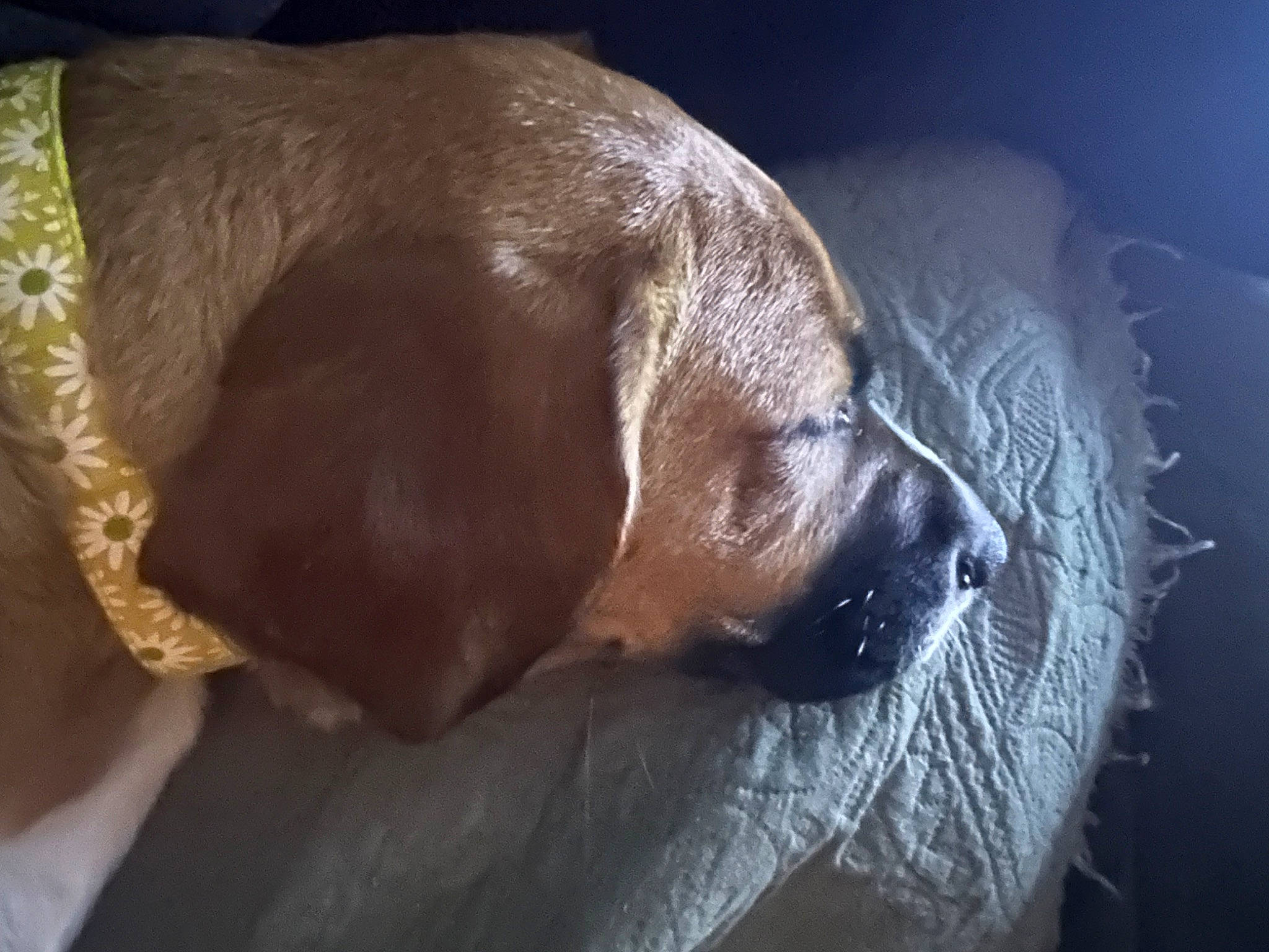 Dixie joined the competition — help win amazing prizes! canidae, carnivore, comfort, companion_dog, dog, dog_breed, ear, fawn, fur, gun_dog, liver, snout, sporting_group, terrestrial_animal, whiskers, working_animal