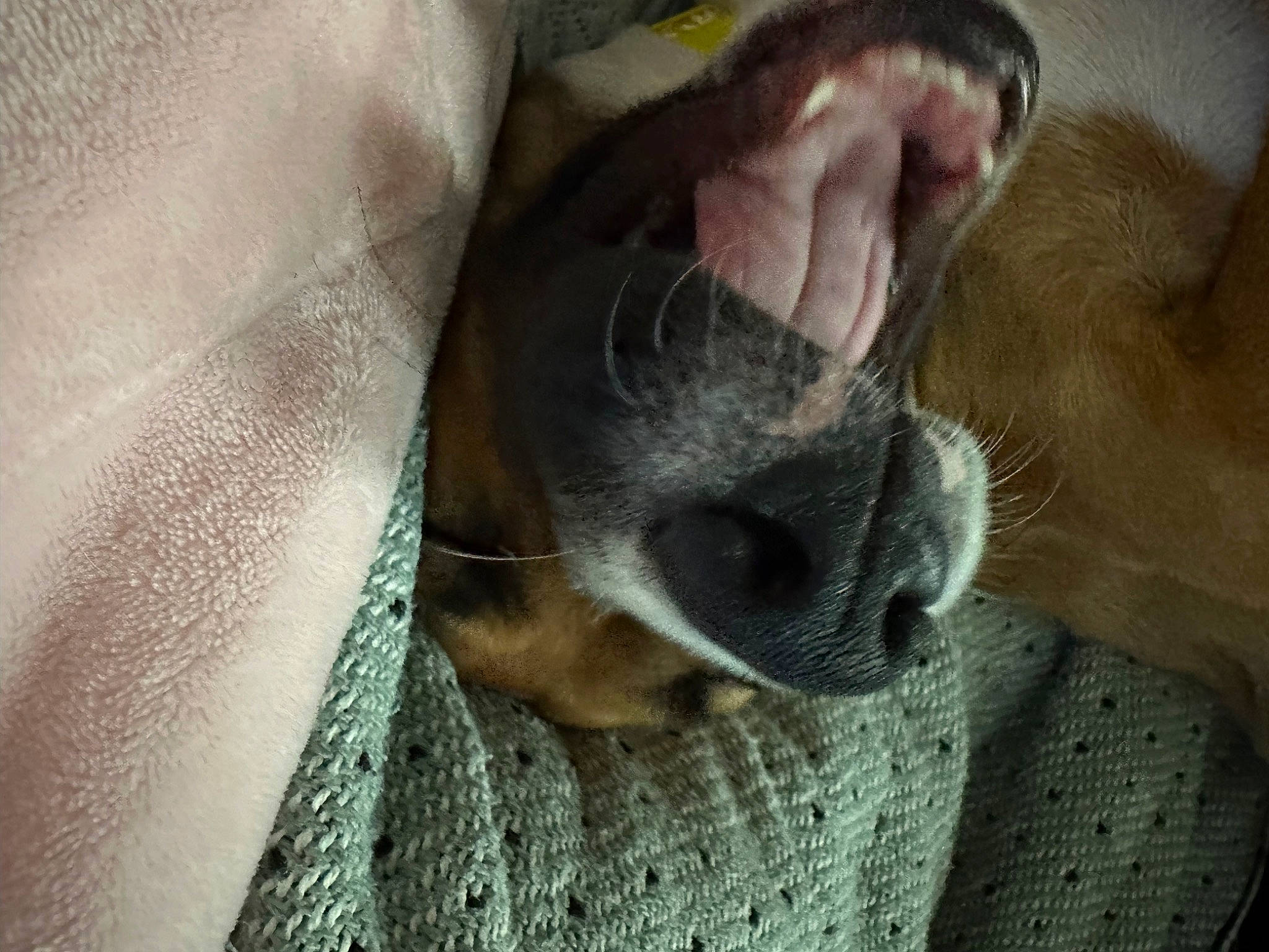 Dixie is registered to the contest to win money with this photo: canidae, carnivore, comfort, companion_dog, dog, dog_breed, ear, fawn, felidae, foot, fur, grey, human_leg, nap, paw, sporting_group, tail, terrestrial_animal, whiskers, working_animal