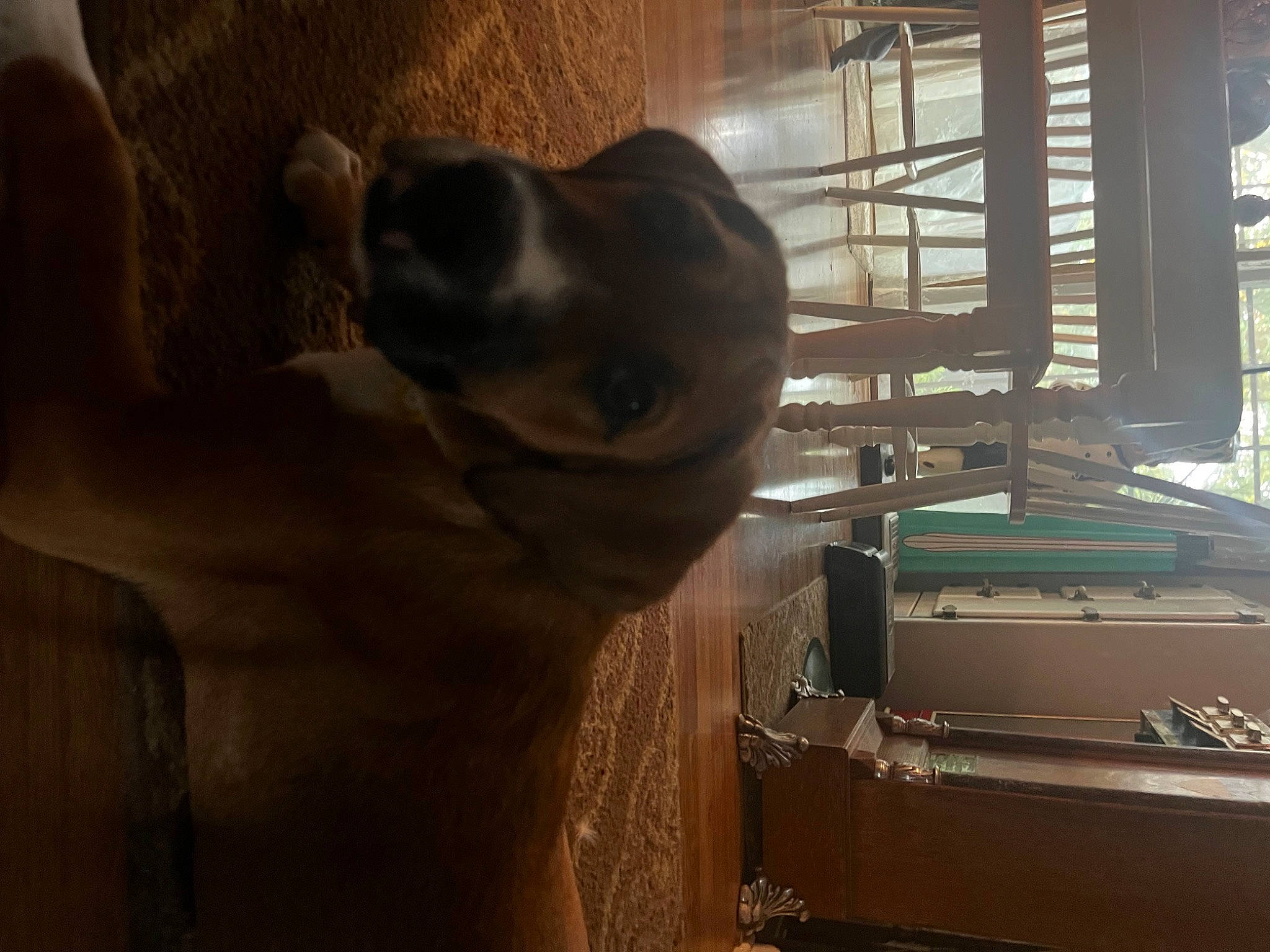 Dixie joined the competition — help win amazing prizes! carnivore, comfort, companion_dog, dog, dog_breed, fawn, felidae, flooring, fur, hardwood, office_equipment, office_supplies, shipping_box, snout, sporting_group, tail, terrestrial_animal, whiskers, wood, working_animal