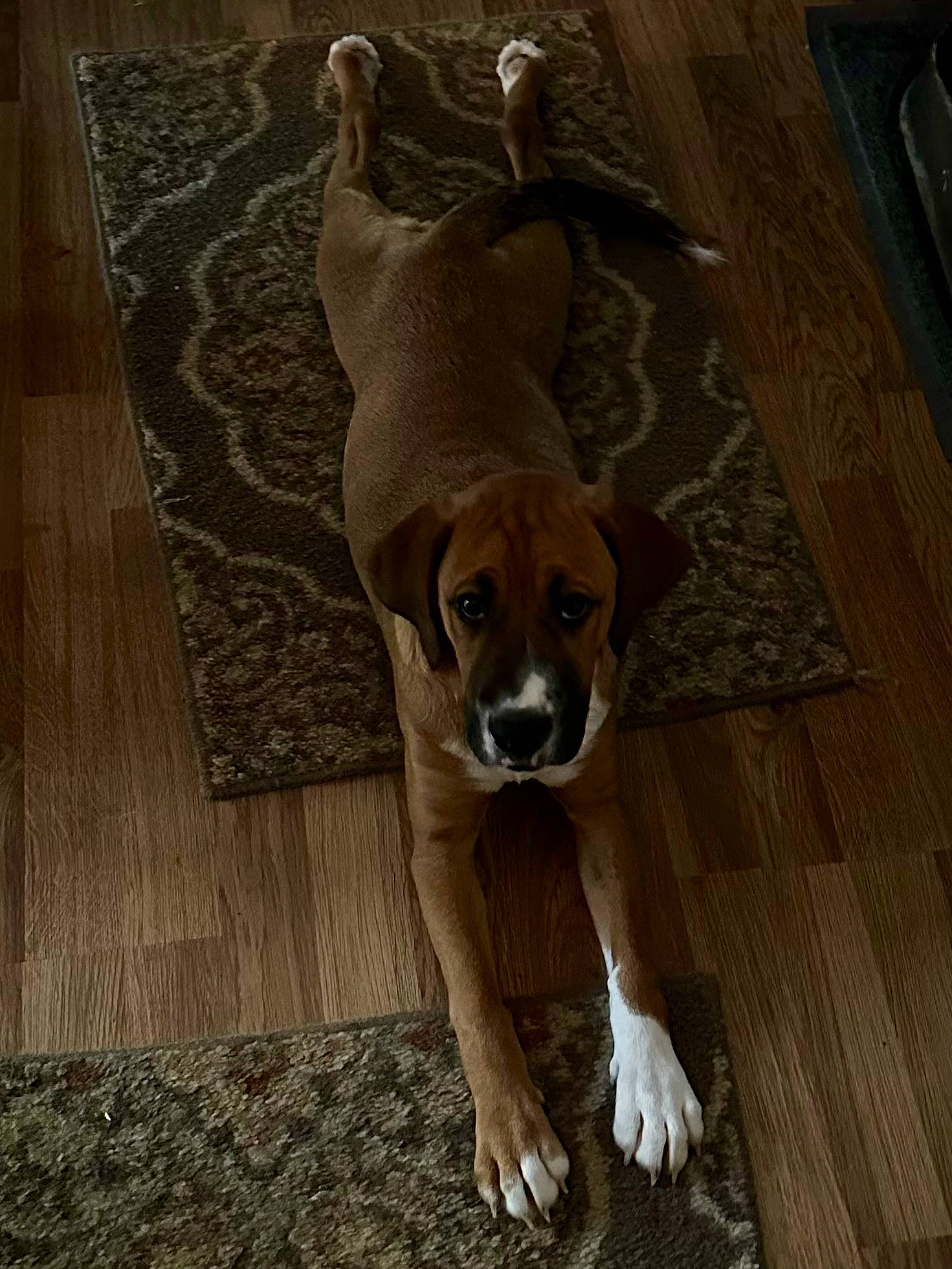 Dixie is registered to the contest to win money with this photo: brown, carnivore, companion_dog, dog, dog_breed, fawn, floor, flooring, hardwood, laminate_flooring, plank, plywood, snout, sporting_group, tail, varnish, wood, wood_flooring, wood_stain, working_animal