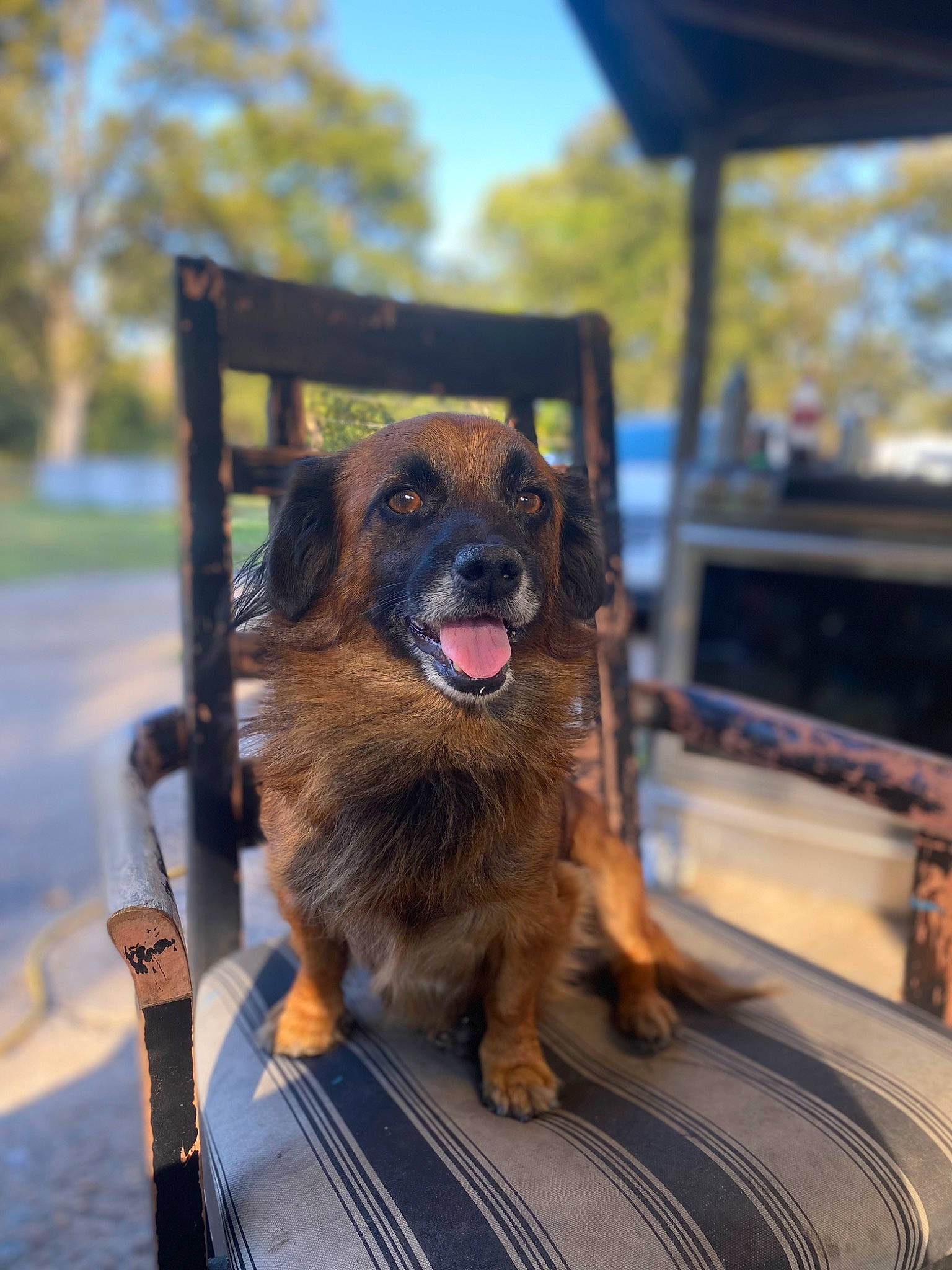 Fluffie is registered to the contest to win money with this photo: canidae, carnivore, companion_dog, dog, dog_breed, fawn, fur, german_shepherd_dog, guard_dog, herding_dog, plant, sky, snout, sporting_group, transport, tree, wood, working_dog