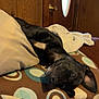 Buster joined the competition — help win amazing prizes! animal, black_dog, blanket, comfort, couch, cozy, dog, door, furniture, home, indoor, nap, pattern, pet, pillow, relaxed, resting, sleeping, towel, wood_wall