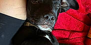Buster is registered to the contest to win money with this photo: animal, black_dog, blanket, close_up, collar, cozy, cute, dog, ears, fur, green_blanket, indoor, lying_down, pet, puppy, red_blanket, relaxed, resting, sleepy, whiskers