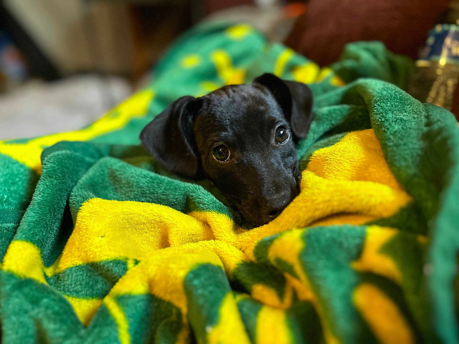 Buster is registered to the contest to win money with this photo: animal, blanket, comfort, cozy, cute, dog, domestic, eyes, fur, green, indoor, pet, portrait, puppy, resting, snuggled, soft, warm, yellow, young