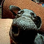 dog, close_up, nose, couch, brown, indoor, pet, animal, texture, resting, curious, snout, furniture, relaxed, canine, whiskers, ears, home, portrait, cozy