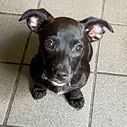 Buster joined the competition — help win amazing prizes! adorable, animal, black_dog, companion, cute, dog, domestic_animal, ears, eyes, floor, fur, indoors, looking_up, mammal, pet, puppy, sitting, small_dog, tiles, young_dog