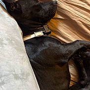 Buster is registered to the contest to win money with this photo: animal, bed, black_dog, blanket, canine, closeup, collar, comfort, cozy, dog, domestic, fur, indoors, nap, peaceful, pet, relaxation, resting, side_view, sleeping