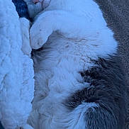 Lulu is registered to the contest to win money with this photo: cat, sleeping, cozy, blanket, fur, pet, animal, relaxed, cute, indoor, resting, whiskers, paw, feline, soft, comfort, home, closeup, nap, adorable