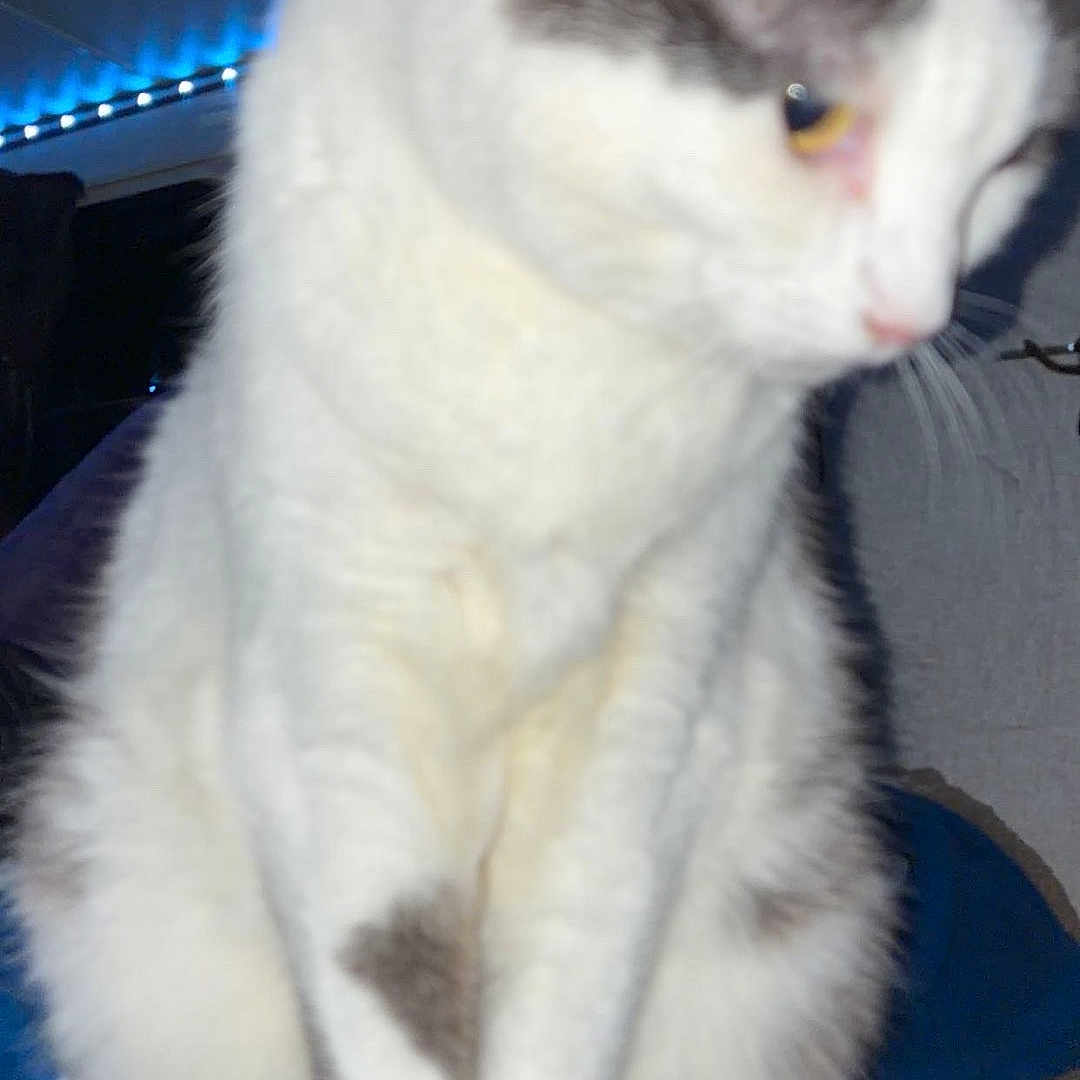 Lulu