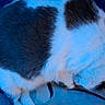 Lulu is registered to the contest to win money with this photo: cat, animal, pet, fur, white, gray, blue_light, lap, jeans, feline, resting, indoor, cozy, soft, blur, closeup, legs, paws, fabric, relaxation