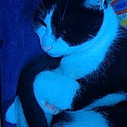 Mitchum joined the competition — help win amazing prizes! cat, black_and_white, sleeping, curled_up, feline, pet, fur, whiskers, indoor, cozy, soft, resting, close_up, animal, domestic, cute, quiet, relaxed, blue_light, comfort