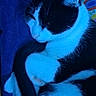 cat, black_and_white, sleeping, curled_up, feline, pet, fur, whiskers, indoor, cozy, soft, resting, close_up, animal, domestic, cute, quiet, relaxed, blue_light, comfort