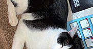 Mitchum joined the competition — help win amazing prizes! cat, black_and_white, sleeping, carpet, calendar, plush_toy, stranger_things_3, box, pet, indoor, cozy, relaxed, animal, fur, whiskers, paw, toy, home, resting, cute