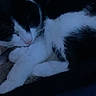 cat, black_and_white, sleeping, animal, pet, fur, whiskers, cozy, resting, indoor, quiet, curled_up, paw, mammal, feline, cute, domestic_animal, peaceful, dark, soft